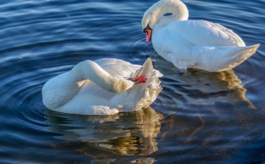 两只白天鹅戏水图片