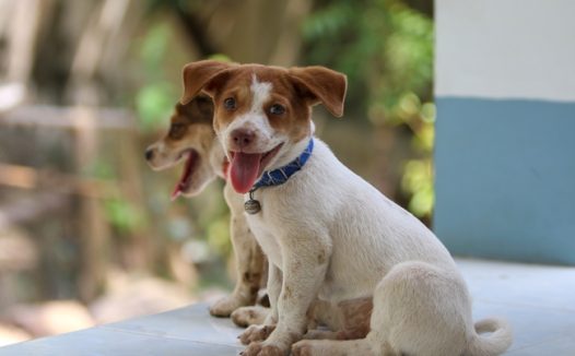 蹲坐在地上的比格犬图片