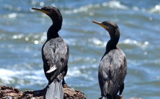 站在岸边的黑色野生鸬鹚图片