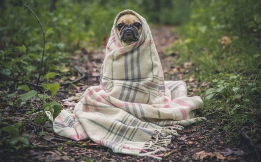 可爱狗狗搞笑图片