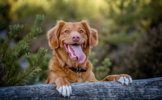 深棕色金毛犬图片