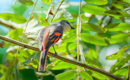 枝头上彩色鸟图片