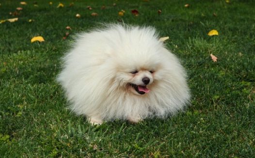 草地可爱博美犬图片