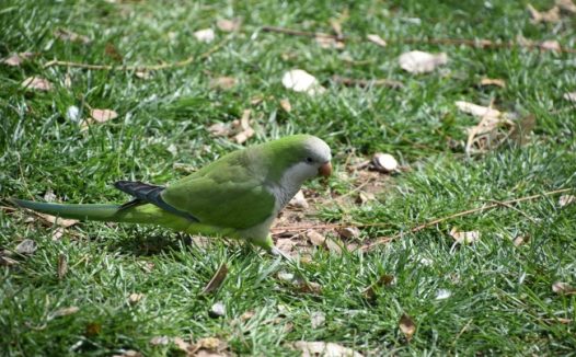 草地上绿色小鹦鹉图片