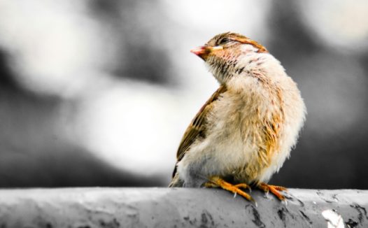 萌萌哒可爱小鸟图片