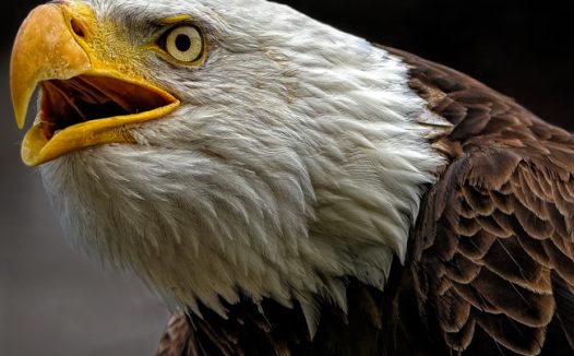 野生白头鹰头部摄影图片