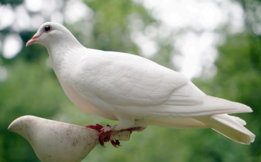 和平白鸽图片