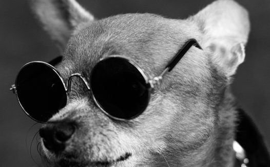 可爱宠物狗黑白写真图片