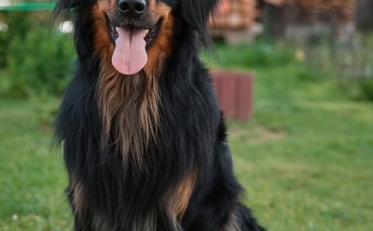 绿色草地霍瓦沃特狗摄影图片