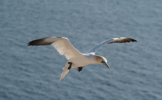 海面上飞行的北方塘鹅图片