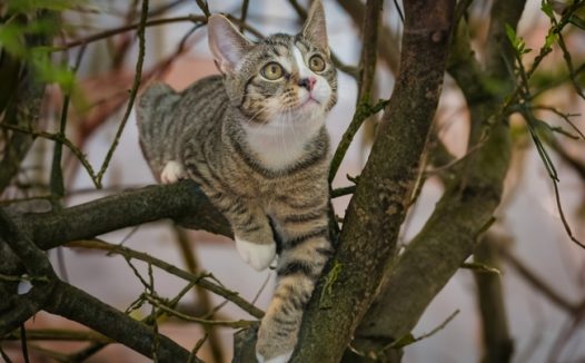 可爱狸花猫爬树图片