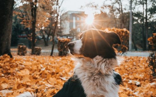 秋天晒太阳的狗狗图片