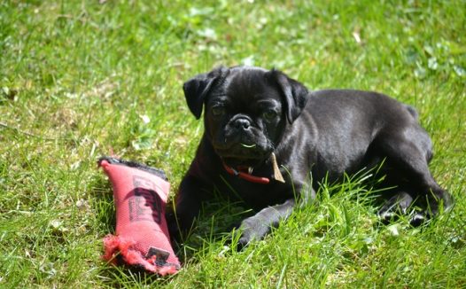 草地黑色哈巴狗图片