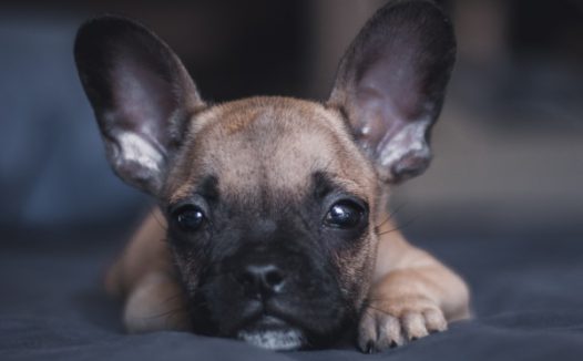 可爱呆萌小狗狗图片