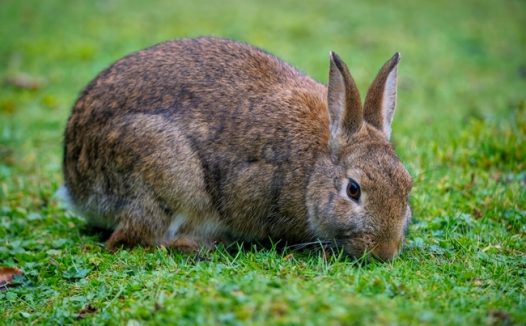 绿色草地野生蒙古兔图片