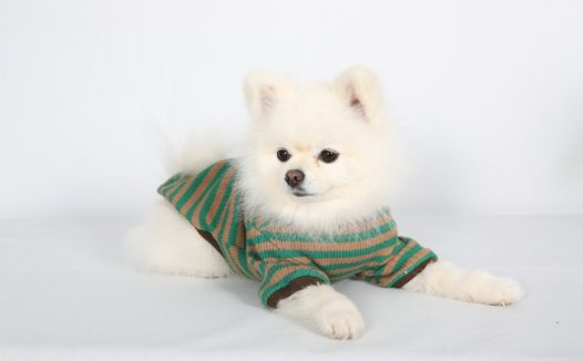 超萌超可爱博美犬图片