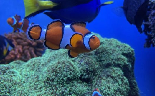 蓝色深海小丑鱼鱼群图片