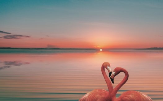 唯美浪漫黄昏火烈鸟图片