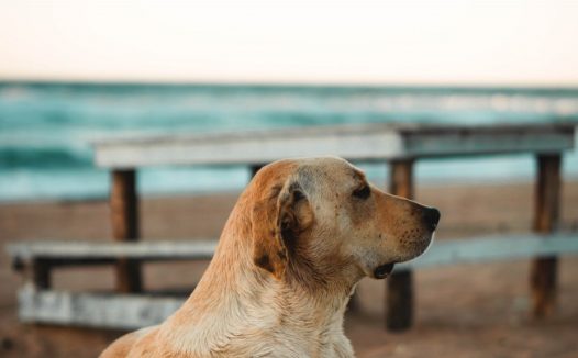 躺在沙滩上的拉布拉多猎犬图片