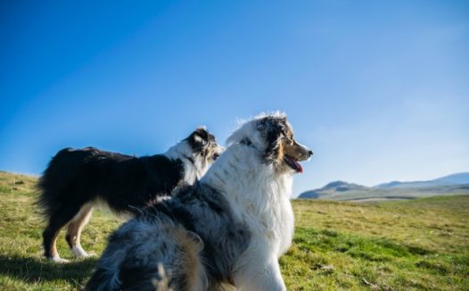 高清澳大利亚牧羊犬图片