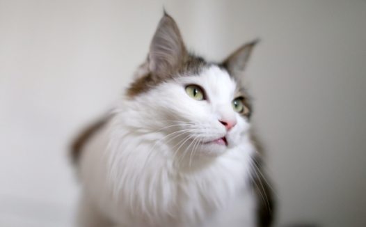 挪威森林宠物猫图片