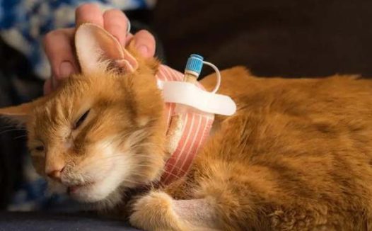 猫不吃饭会得脂肪肝吗?