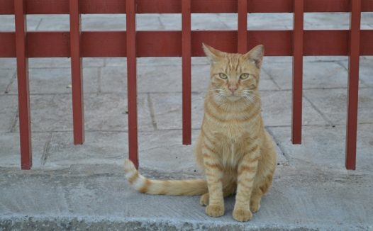 宠物猫图片素材