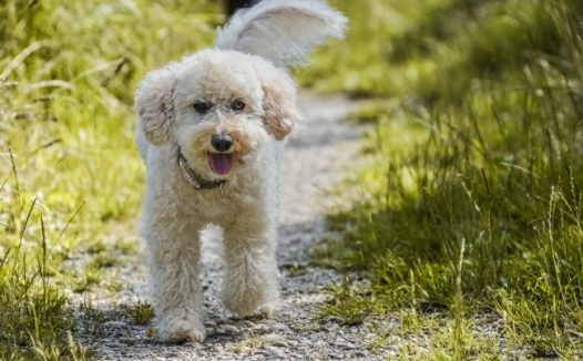 白色可爱贵宾犬图片