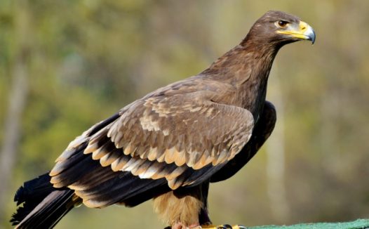 高清老鹰素材图片