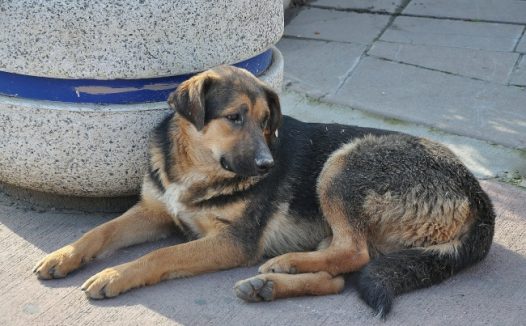 大型拉布拉多犬图片