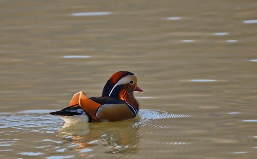 一只鸳鸯水中自由嬉戏图片