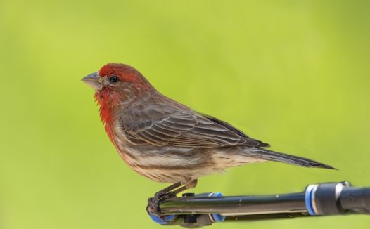 站在高处东张西望的家朱雀图片