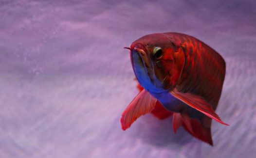 水族馆血红龙鱼摄影图片