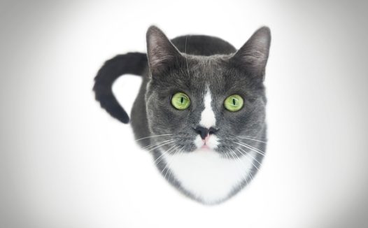 灰色风格小黑猫图片