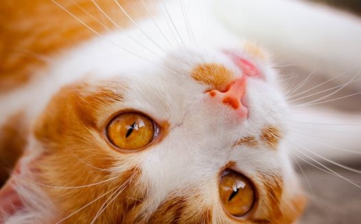 超萌超可爱虎斑猫图片