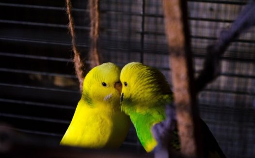 黄色情侣鹦鹉图片