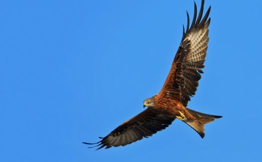 展翅高飞的雄鹰图片