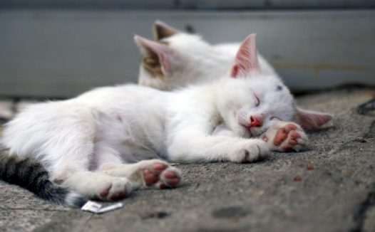 白色猫咪睡觉图片