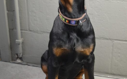 德国杜宾犬图片