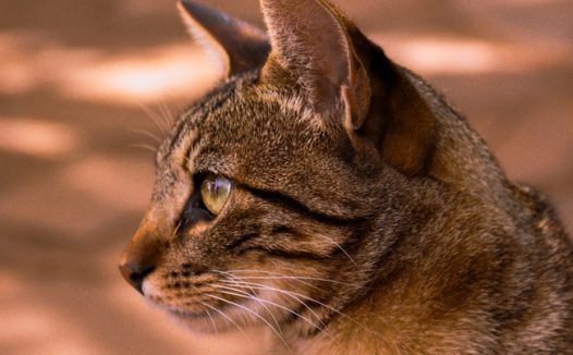 凝视远方的小猫侧颜摄影图片