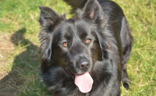 草地上黑色狗狗图片