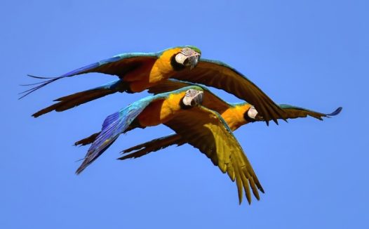 黄蓝金刚鹦鹉飞行摄影图片