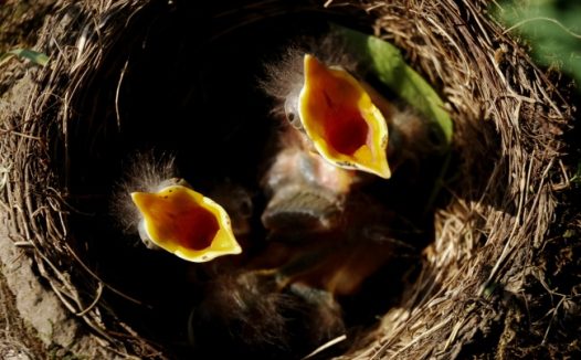 张嘴幼鸟摄影图片