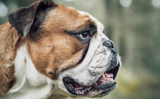 斗牛獒犬头部摄影图片