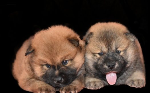 两只可爱的宠物狗图片