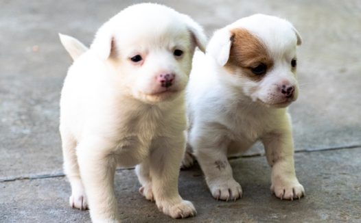 两只可爱小白狗图片