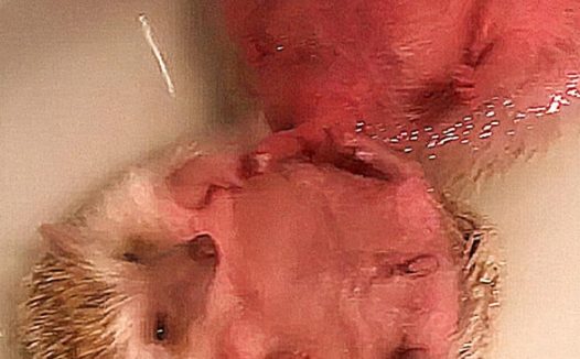 主人给刺猬洗澡,接电话忘关浴霸,差点就熟了呀