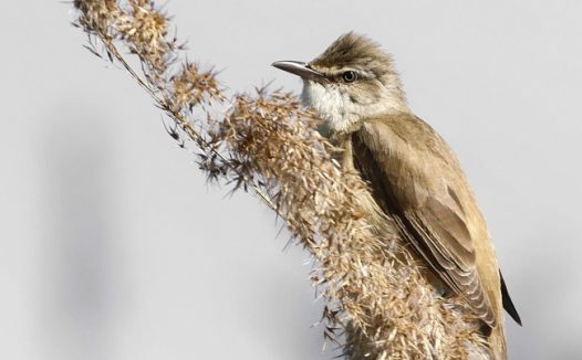 野生大芦莺摄影图片