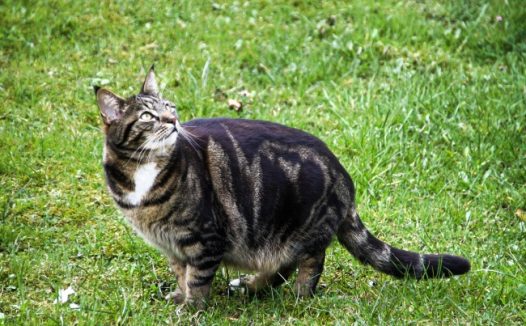 草地上的花猫图片