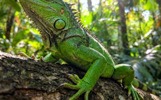 爬宠安乐死:何时考虑及如何面对